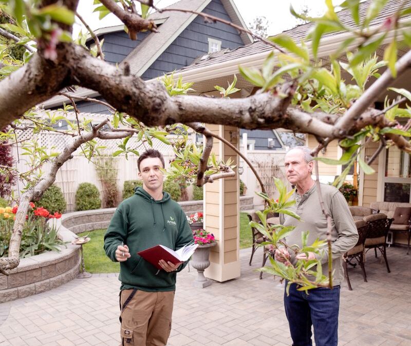 A Guide to Pruning Fruit Trees