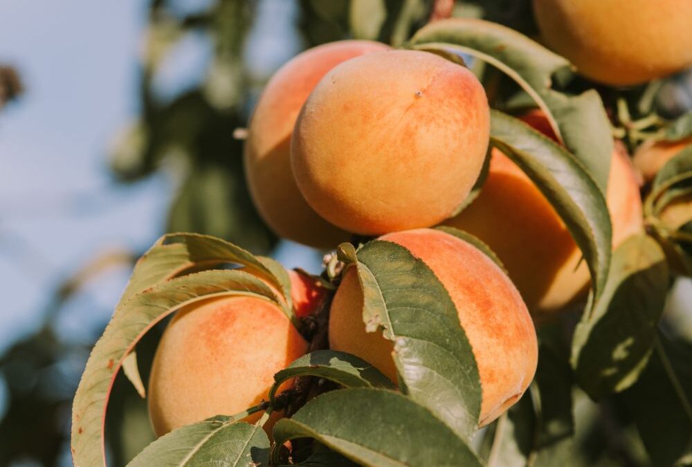 Apricot Trees - Arcadia