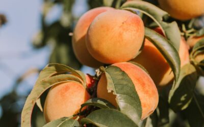 Fruit Tree Size Does Matter and Here’s Why!