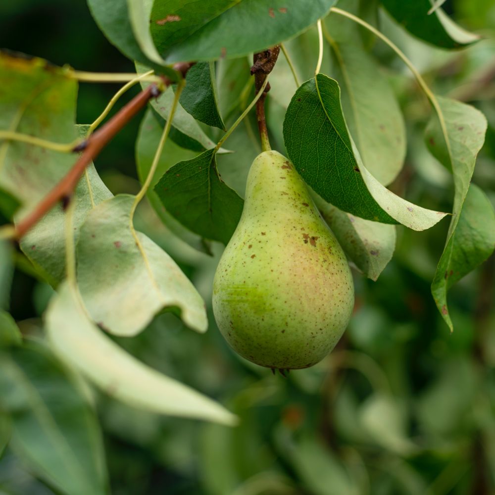 Pear tree spraying