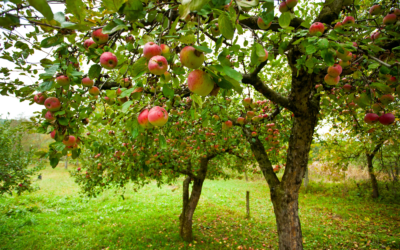 Three Steps to Restoring Mature Fruit Trees