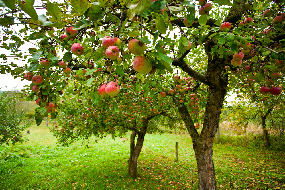 Apple Tree - Arcadia
