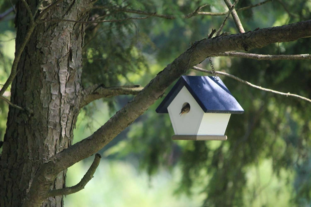 How to Make Your Trees a Local Wildlife Paradise