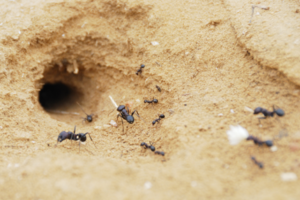 How Do I Permanently Get Rid of an Ant Infestation?